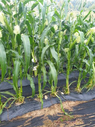 샤이니바다님의 옥수수 · 병해충상담 작성글 사진