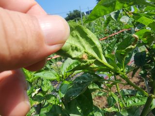토마토13415님의 고추 · 병해충상담 작성글 사진
