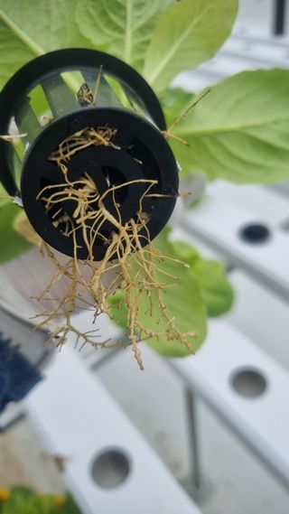 정영훈님의 상추 · 병해충상담 작성글 사진