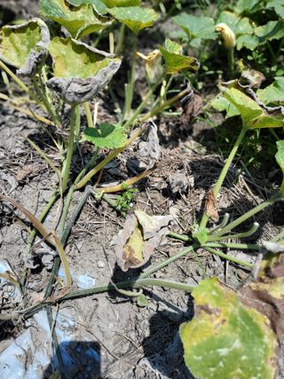 만강님의 호박 · 병해충상담 작성글 사진