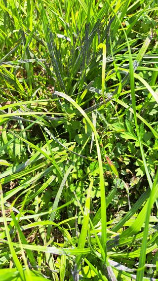 주윤발이님의 감 · 병해충상담 작성글 사진