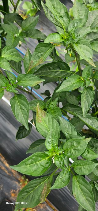 김연철님의 고추 · 병해충상담 작성글 사진