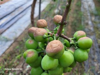 윤두권(샤인)님의 포도 · 병해충상담 작성글 사진