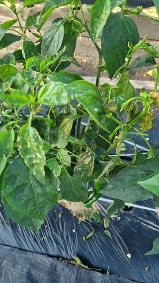 김혜경님의 고추 · 병해충상담 작성글 사진