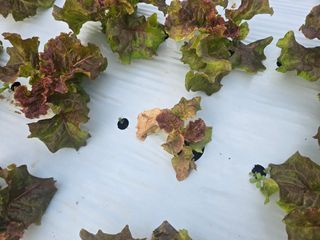 노랑님의 상추 · 병해충상담 작성글 사진