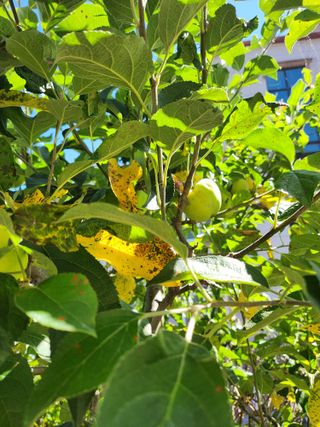 덕포킴님의 사과 · 병해충상담 작성글 사진