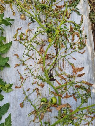 이종선회원님의 토마토 · 병해충상담 작성글 사진