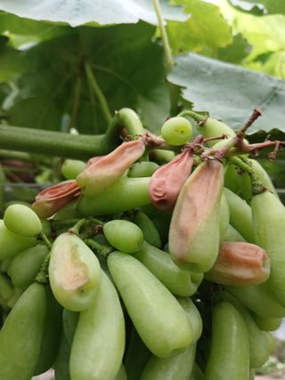 이승규님의 포도 · 병해충상담 작성글 사진