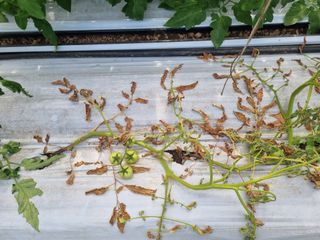 이종선회원님의 토마토 · 병해충상담 작성글 사진