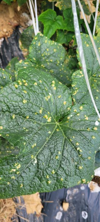 bear님의 오이 · 병해충상담 작성글 사진