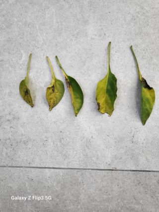 나여기에님의 고추 · 병해충상담 작성글 사진