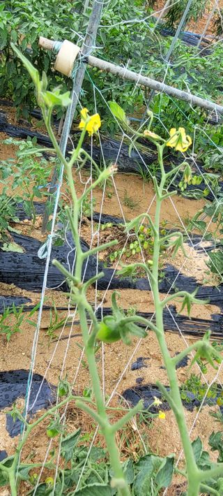 영남님의 토마토 · 병해충상담 작성글 사진