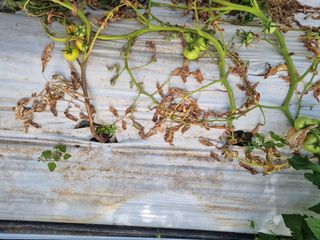 이종선회원님의 토마토 · 병해충상담 작성글 사진