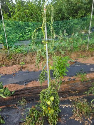 김용규님의 토마토 · 병해충상담 작성글 사진