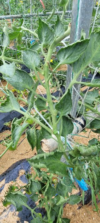 영남님의 토마토 · 병해충상담 작성글 사진