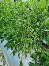 팜모닝 토마토·병해충상담 게시글 이미지