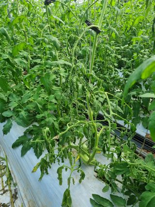 이종선회원님의 토마토 · 병해충상담 작성글 사진