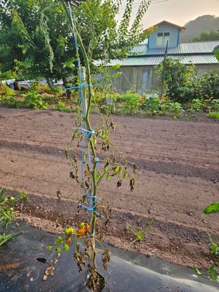 김용규님의 토마토 · 병해충상담 작성글 사진