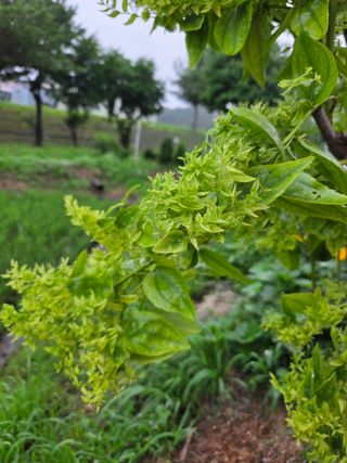 정민지호맘님의 기타작물 · 병해충상담 작성글 사진