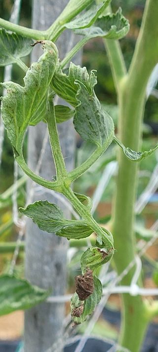 영남님의 토마토 · 병해충상담 작성글 사진