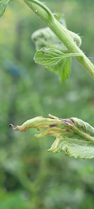 영남님의 토마토 · 병해충상담 작성글 사진