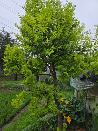 정민지호맘님의 기타작물 · 병해충상담 작성글 사진