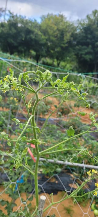 영남님의 토마토 · 병해충상담 작성글 사진