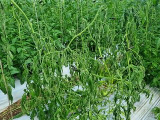 이종선회원님의 토마토 · 병해충상담 작성글 사진