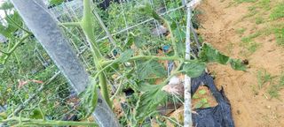 영남님의 토마토 · 병해충상담 작성글 사진