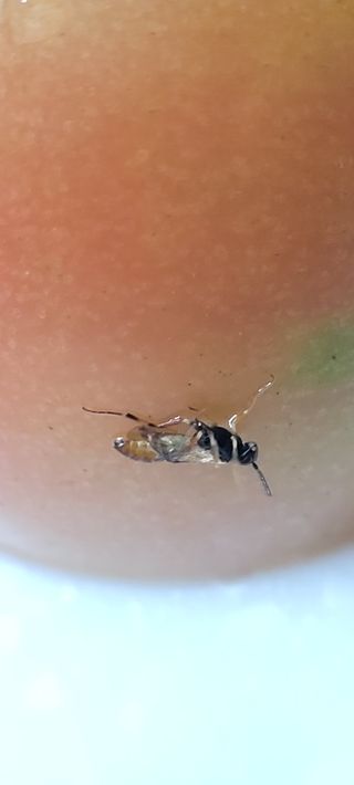 영남님의 토마토 · 병해충상담 작성글 사진