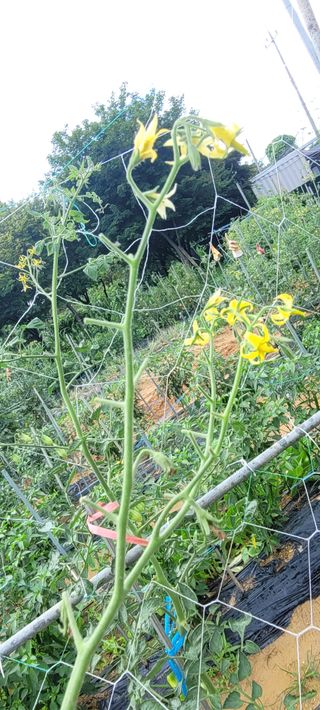 영남님의 토마토 · 병해충상담 작성글 사진