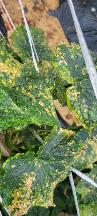 bear님의 오이 · 병해충상담 작성글 사진