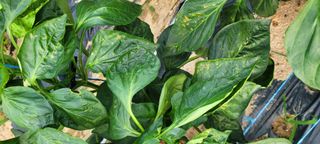 유진상님의 기타작물 · 병해충상담 작성글 사진