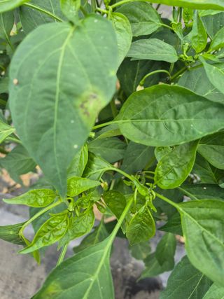 병풍취산채농원님의 고추 · 병해충상담 작성글 사진