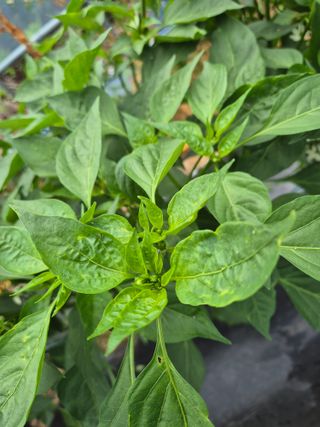 병풍취산채농원님의 고추 · 병해충상담 작성글 사진