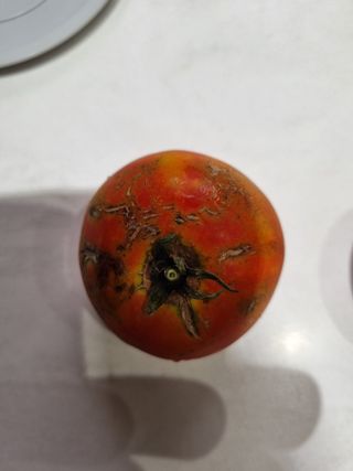 송채석님의 토마토 · 병해충상담 작성글 사진