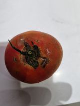 팜모닝 토마토·병해충상담 게시글 이미지