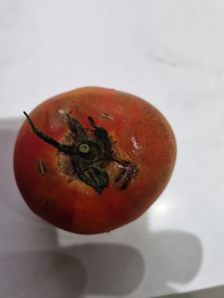 송채석님의 토마토 · 병해충상담 작성글 사진