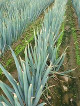 팜모닝 파·병해충상담 게시글 이미지