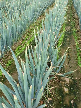 장정구님의 파·병해충상담 작성글 사진