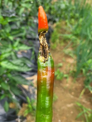 라이프님의 고추 · 병해충상담 작성글 사진