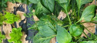 유진상님의 기타작물 · 병해충상담 작성글 사진