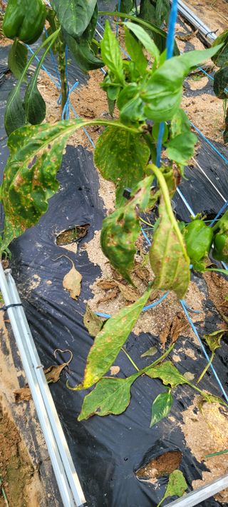 유진상님의 기타작물 · 병해충상담 작성글 사진