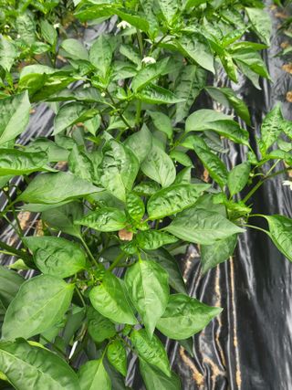 라이프님의 고추 · 병해충상담 작성글 사진