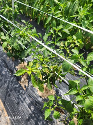 이봉한 님의 고추 · 병해충상담 작성글 사진