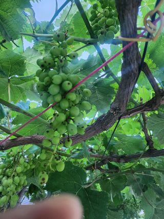 님의 포도 · 병해충상담 작성글 사진