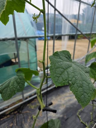 농부(홍)님의 오이 · 병해충상담 작성글 사진