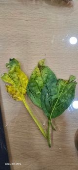 팜모닝 고추·병해충상담 게시글 이미지