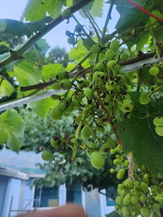 님의 포도 · 병해충상담 작성글 사진