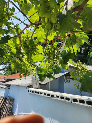 님의 포도·병해충상담 작성글 사진